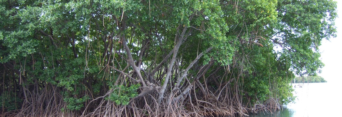 mangroves