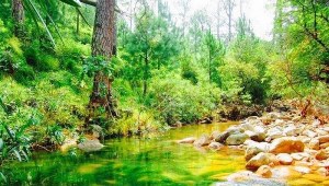 Scenic view of a stream in Kotli Sattian