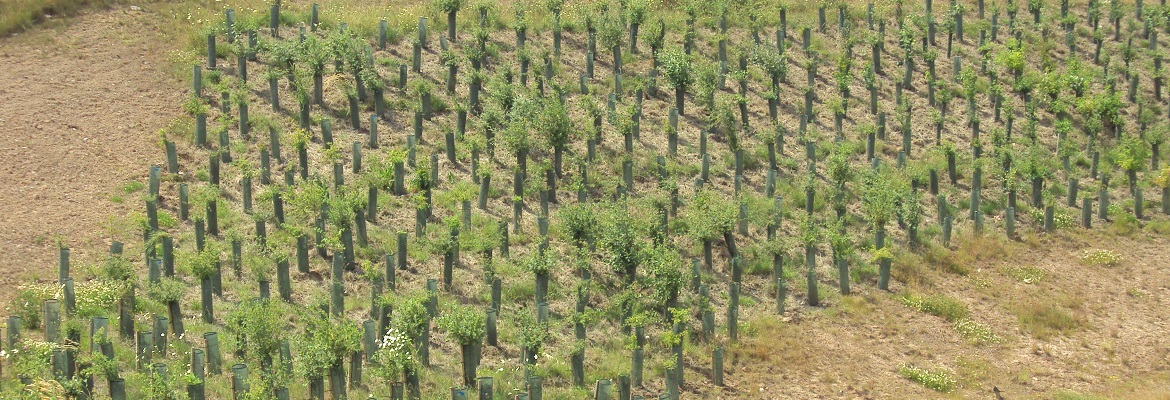 Tree plantation drive launched in Shergarh, Mardan - Zameen News