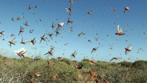 locust attack