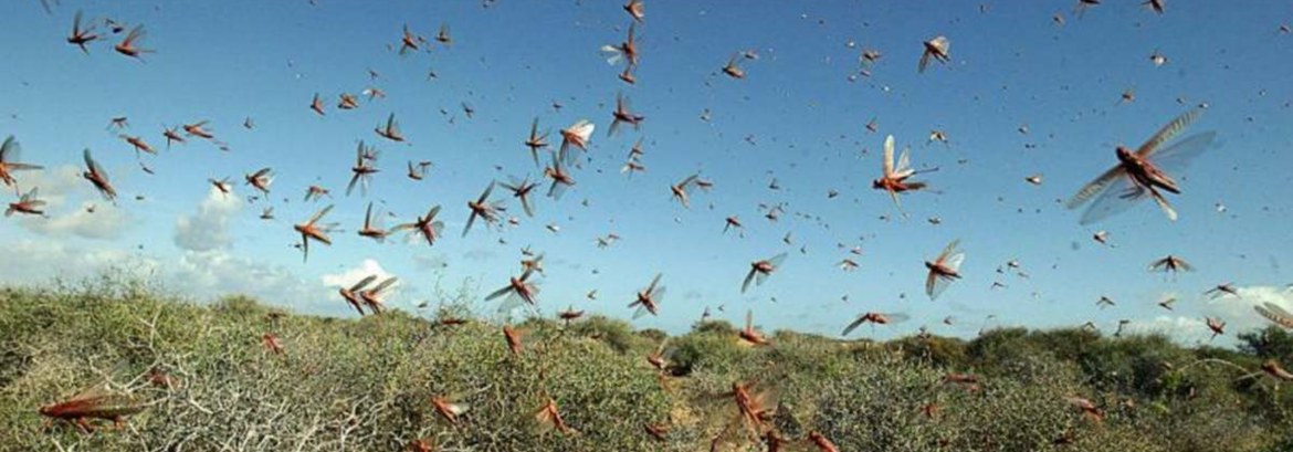 locust attack